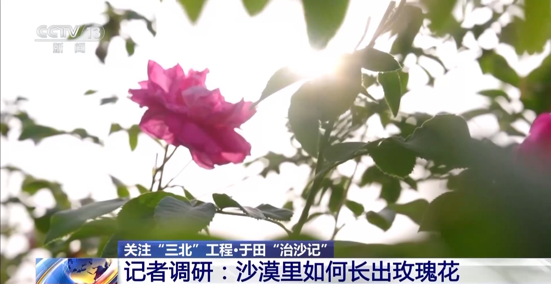 
北京301医院黄牛代挂号电话票贩子号贩子网上预约挂号,住院检查加快,“点沙成金” 玫瑰征服塔克拉玛干 村民日入千元