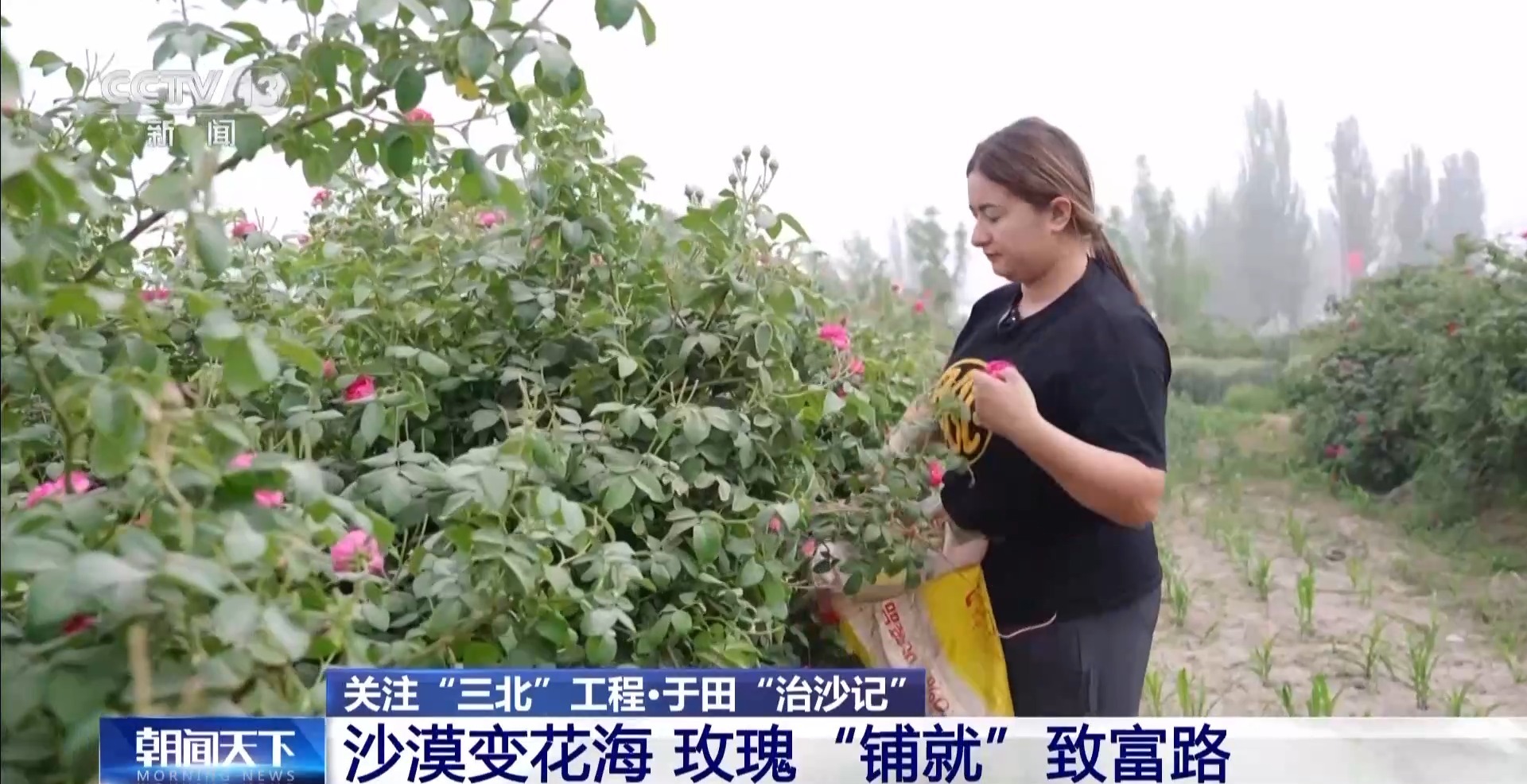
北京301医院黄牛代挂号电话票贩子号贩子网上预约挂号,住院检查加快,“点沙成金” 玫瑰征服塔克拉玛干 村民日入千元