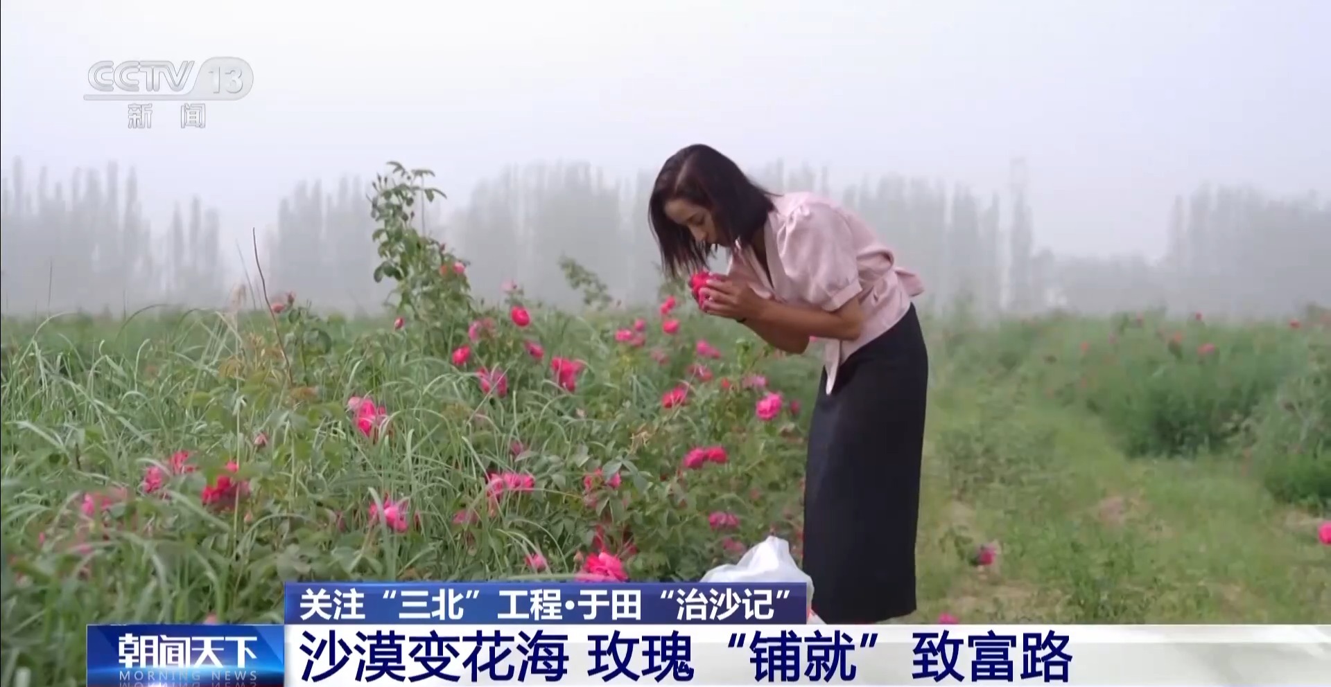 
北京301医院黄牛代挂号电话票贩子号贩子网上预约挂号,住院检查加快,“点沙成金” 玫瑰征服塔克拉玛干 村民日入千元