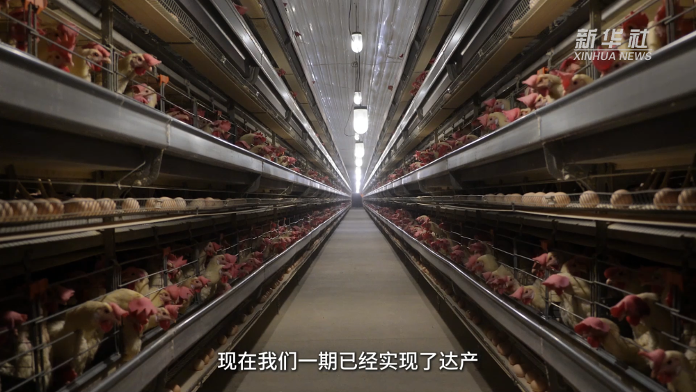 
上海儿童医院黄牛代挂号电话票贩子号贩子网上预约挂号,住院检查加快,西藏自治区成立60周年·乡村振兴｜吃鸡蛋自由：一个养鸡场供应一整个西藏市场