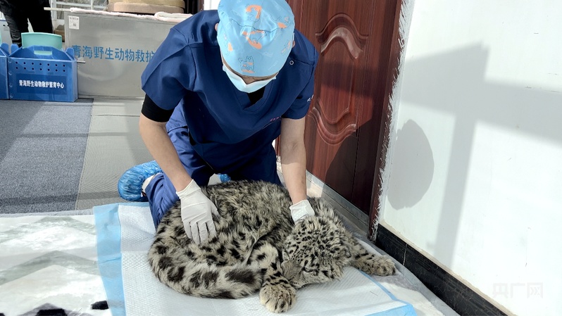 
杭州市人民医院黄牛代挂号电话票贩子号贩子网上预约挂号,住院检查加快,【牢记嘱托·看见美好中国】让高原生态永葆美丽底色