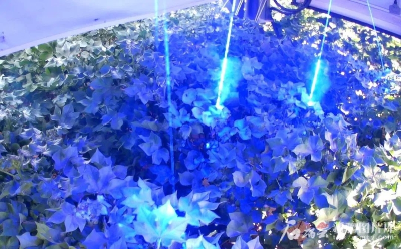 
首都医科大学附属北京胸科医院黄牛代挂号电话票贩子号贩子网上预约挂号,住院检查加快,新疆制造！全球首款棉花激光打顶机器人亮相
