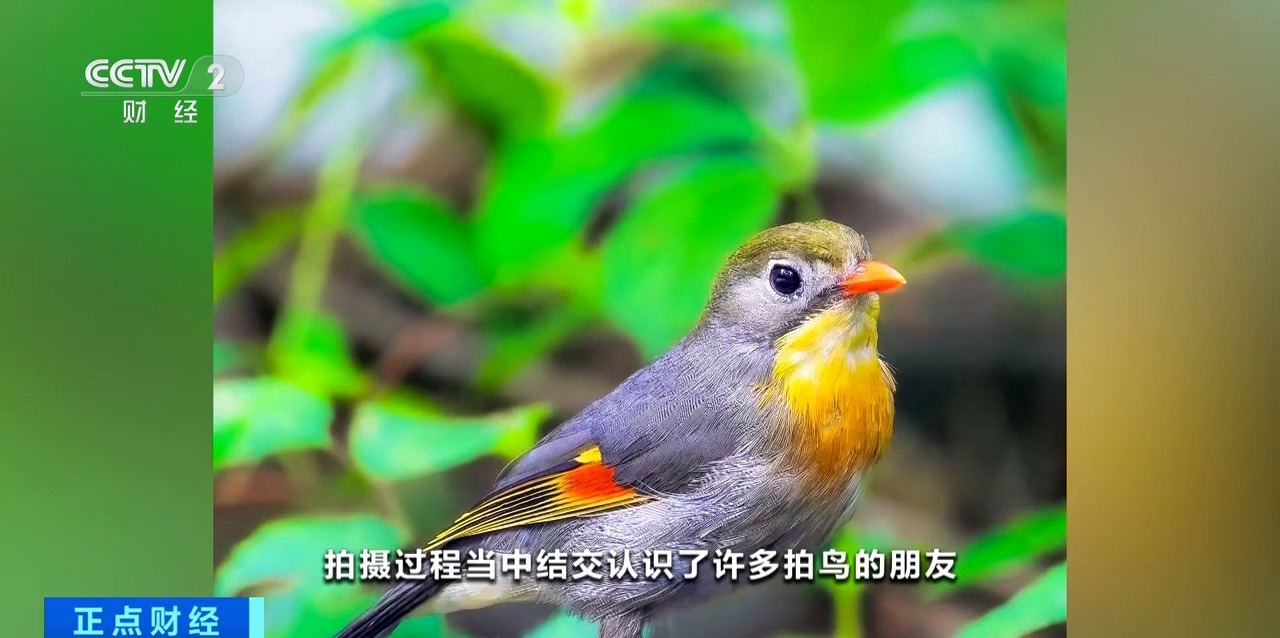 
沈阳医大二院黄牛代挂号电话票贩子号贩子网上预约挂号,住院检查加快,“观鸟”“拍鸟”受青睐 热门摄影器材销量攀升