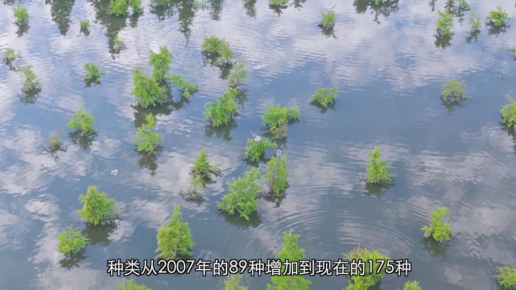 
杭州市儿童医院黄牛代挂号电话票贩子号贩子网上预约挂号,住院检查加快,新华视点丨守护鸟类家园 共绘生态蓝图