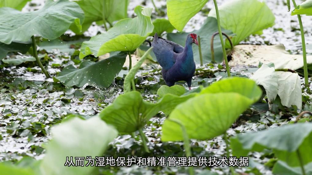 
杭州市儿童医院黄牛代挂号电话票贩子号贩子网上预约挂号,住院检查加快,新华视点丨守护鸟类家园 共绘生态蓝图