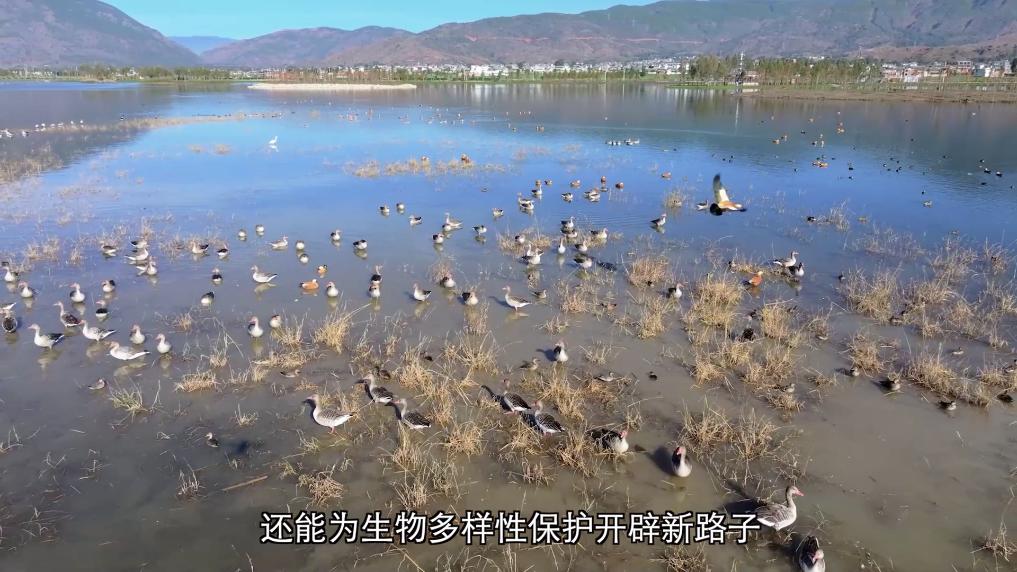 
杭州市儿童医院黄牛代挂号电话票贩子号贩子网上预约挂号,住院检查加快,新华视点丨守护鸟类家园 共绘生态蓝图