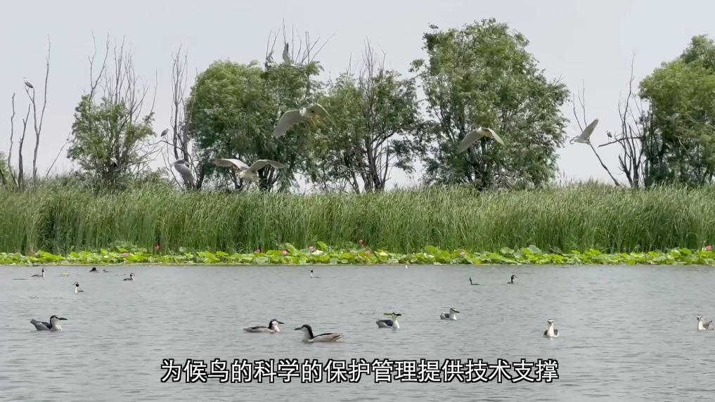 
杭州市儿童医院黄牛代挂号电话票贩子号贩子网上预约挂号,住院检查加快,新华视点丨守护鸟类家园 共绘生态蓝图