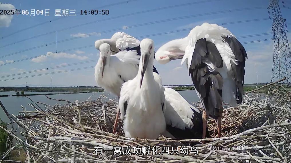 
杭州市儿童医院黄牛代挂号电话票贩子号贩子网上预约挂号,住院检查加快,新华视点丨守护鸟类家园 共绘生态蓝图