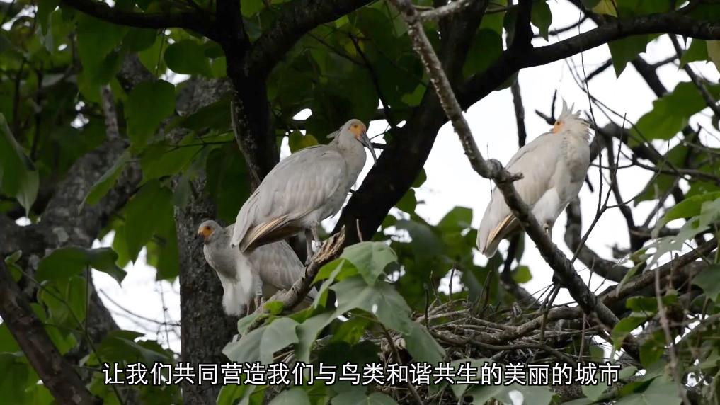 
杭州市儿童医院黄牛代挂号电话票贩子号贩子网上预约挂号,住院检查加快,新华视点丨守护鸟类家园 共绘生态蓝图