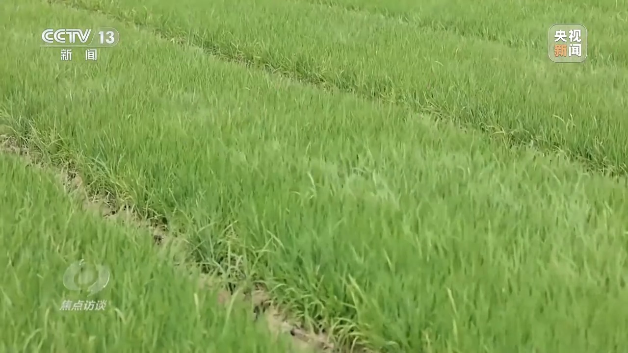 
北京同仁医院黄牛代挂号电话票贩子号贩子网上预约挂号,住院检查加快,焦点访谈丨良田+良种+良机+良法 来看各地保丰收秘籍