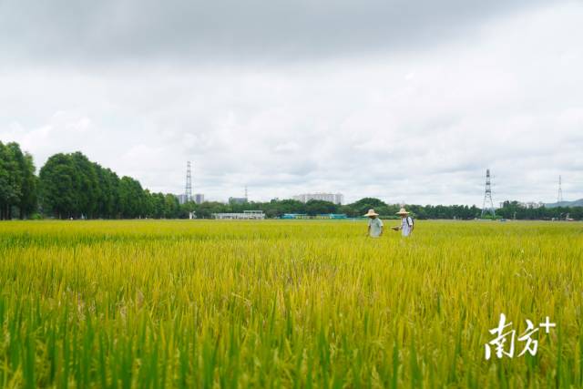 
南京军区总医院黄牛代挂号电话票贩子号贩子网上预约挂号,住院检查加快,一群博士的乡村“夜总会”