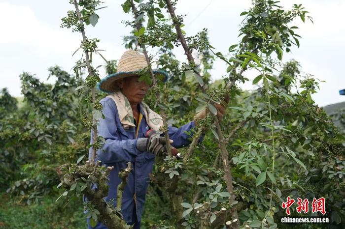 
长沙湘雅医院黄牛代挂号电话票贩子号贩子网上预约挂号,住院检查加快,（走进中国乡村）从背篓到网络 “中国花椒之乡”香飘世界