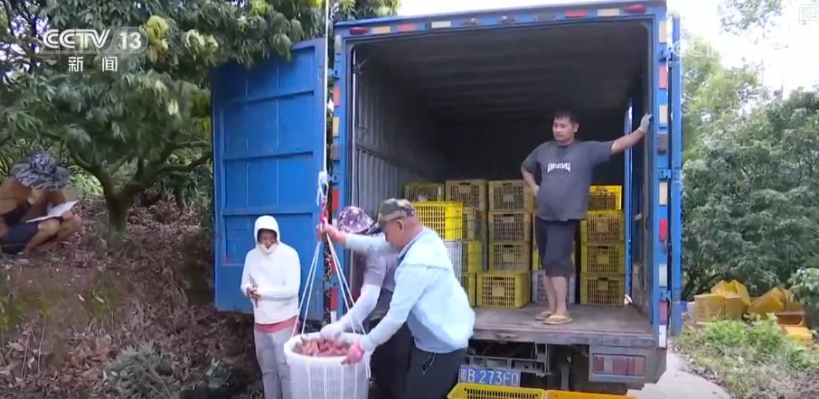 
北京中医院黄牛代挂号电话票贩子号贩子网上预约挂号,住院检查加快,夏日丰收季：特色农业结硕果 乡村振兴添活力