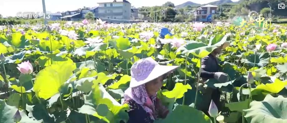 
北京中医院黄牛代挂号电话票贩子号贩子网上预约挂号,住院检查加快,夏日丰收季：特色农业结硕果 乡村振兴添活力