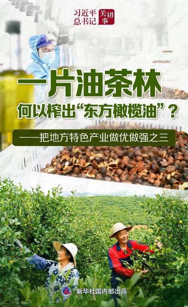 
上海第九人民医院黄牛代挂号电话票贩子号贩子网上预约挂号,住院检查加快,习近平总书记关切事｜让油茶树变成百姓“摇钱树”——把地方特色产业做优做强之三