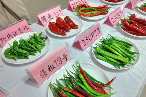 
上海各大医院黄牛代挂号电话票贩子号贩子网上预约挂号,住院检查加快,活力中国调研行｜江西高安：这一口辣是乡村产业振兴的幸福滋味