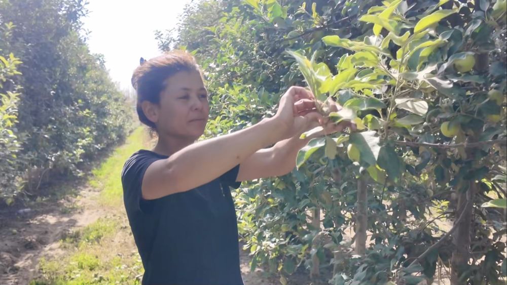 
北京301医院黄牛代挂号电话票贩子号贩子网上预约挂号,住院检查加快,沙漠变“果园” 北京援疆结“金果”