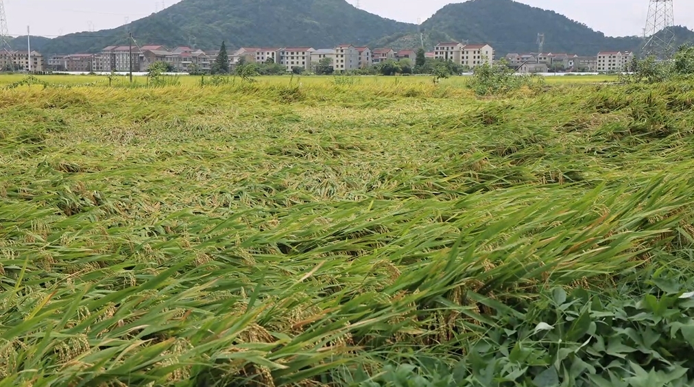 
浙江省肿瘤医院黄牛代挂号电话票贩子号贩子网上预约挂号,住院检查加快,抢收水稻、排查隐患……台风登陆后 浙江各地抢险救灾进行时
