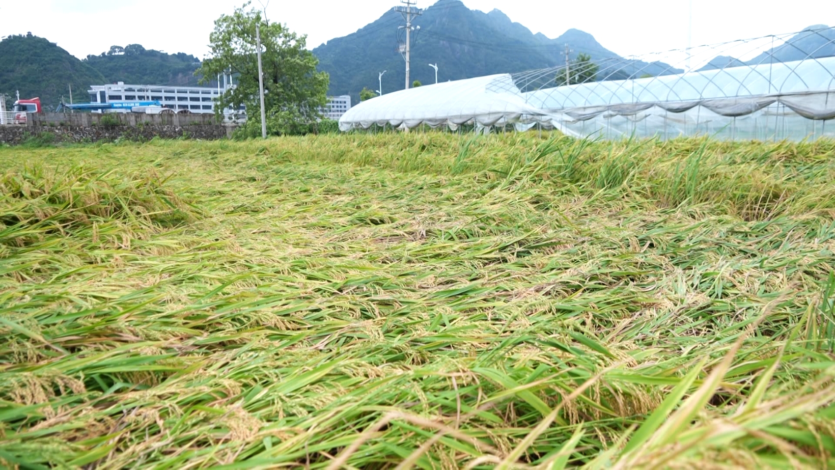 
浙江省肿瘤医院黄牛代挂号电话票贩子号贩子网上预约挂号,住院检查加快,抢收水稻、排查隐患……台风登陆后 浙江各地抢险救灾进行时