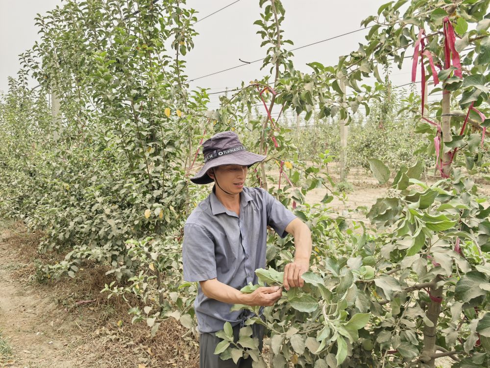 
北京301医院黄牛代挂号电话票贩子号贩子网上预约挂号,住院检查加快,沙漠变“果园” 北京援疆结“金果”