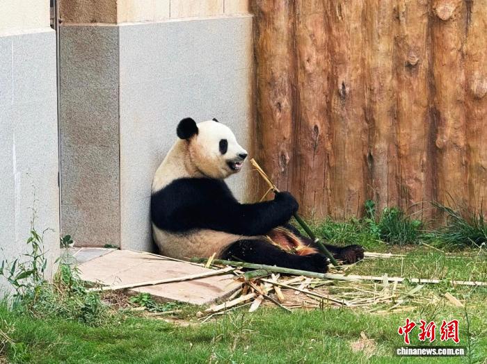 
广州肿瘤医院黄牛代挂号电话票贩子号贩子网上预约挂号,住院检查加快,（走进中国乡村）清凉秦岭藏商机 “熊猫经济”激活山水价值