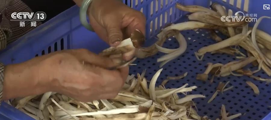 
上海儿童医院黄牛代挂号电话票贩子号贩子网上预约挂号,住院检查加快,莲藕清甜 菌子飘香 特色农产品丰收为百姓餐桌增“鲜”