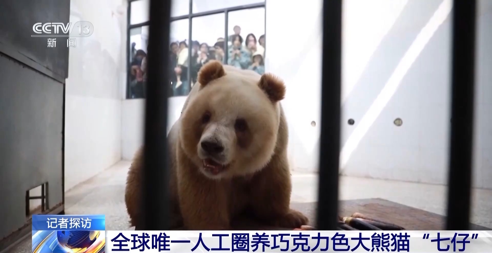 
北京空军总医院黄牛代挂号电话票贩子号贩子网上预约挂号,住院检查加快,“怼脸直拍”看不够！摄影师说“七仔”16岁正是有魅力的年纪