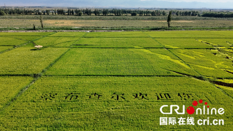 
中山大学孙逸仙纪念医院黄牛代挂号电话票贩子号贩子网上预约挂号,住院检查加快,治水兴水看新疆丨稻田上绘就乡村振兴新画卷