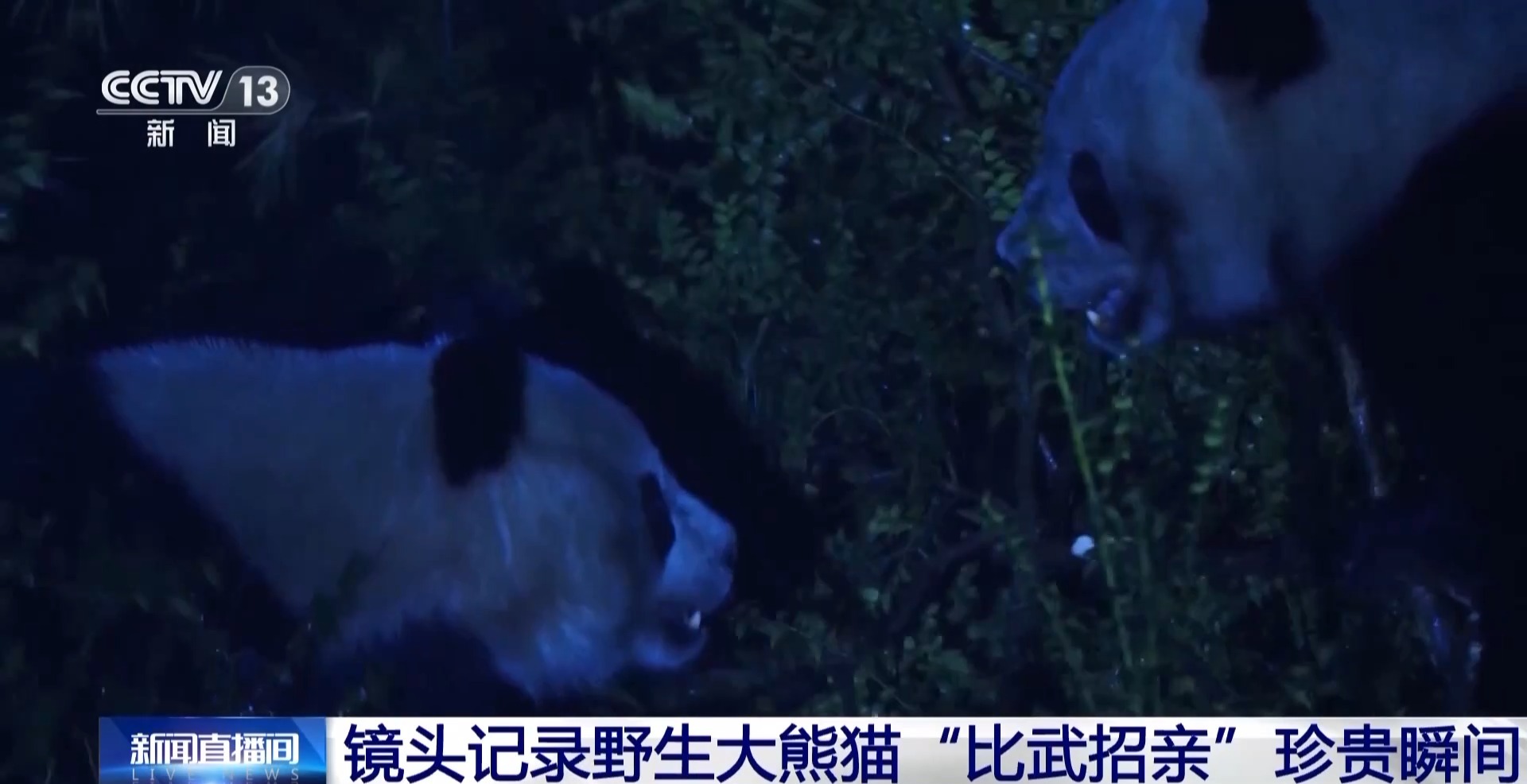 
北京空军总医院黄牛代挂号电话票贩子号贩子网上预约挂号,住院检查加快,“怼脸直拍”看不够！摄影师说“七仔”16岁正是有魅力的年纪