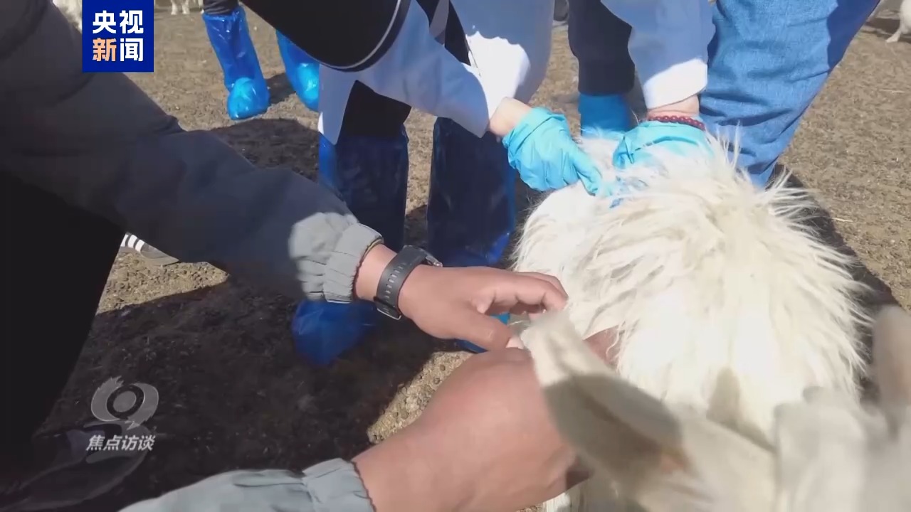 
广州儿童医院黄牛代挂号电话票贩子号贩子网上预约挂号,住院检查加快,焦点访谈丨白羊绒走出去 新游客走进来 援藏硕果满高原