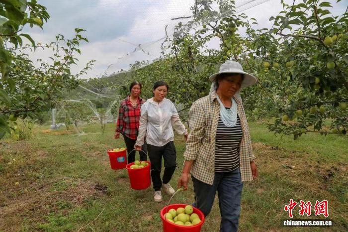 
北京儿研所黄牛代挂号电话票贩子号贩子网上预约挂号,住院检查加快,（乡村行·看振兴）硕果满枝梨飘香 山西高平打造“梨”想生活