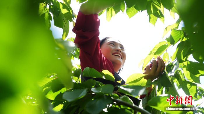 
北京儿童医院黄牛代挂号电话票贩子号贩子网上预约挂号,住院检查加快,荒滩变果园：西藏米林千亩果园的“甜蜜革命”结硕果