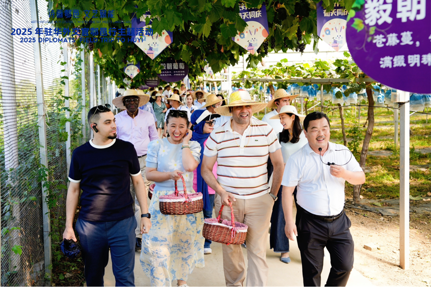 
江苏省人民医院黄牛代挂号电话票贩子号贩子网上预约挂号,住院检查加快,智慧“种”进葡萄园 驻华外交官品读乡村振兴“中国甜”