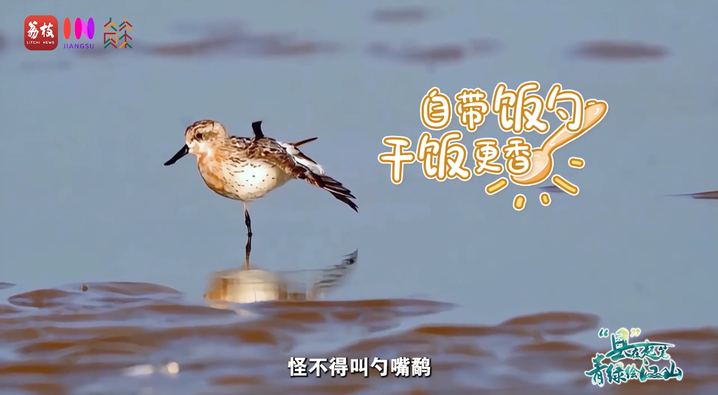 
北京大学第三医院黄牛代挂号电话票贩子号贩子网上预约挂号,住院检查加快,“县”在起笔 青绿绘江山 | 翩翩“湿”意，守住飞鸟的远方