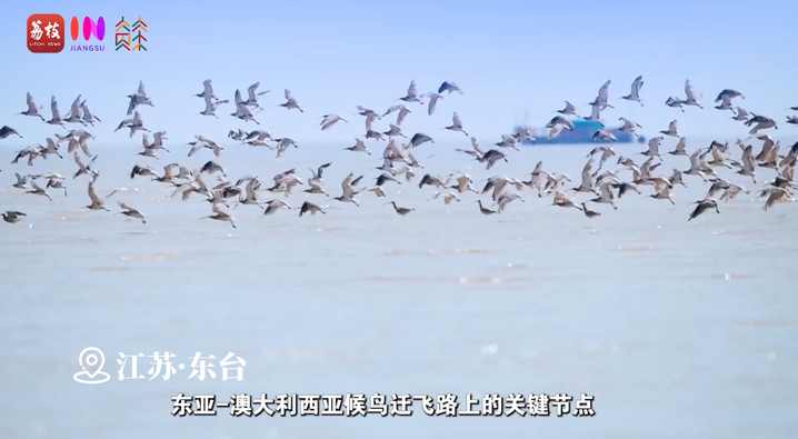 
北京大学第三医院黄牛代挂号电话票贩子号贩子网上预约挂号,住院检查加快,“县”在起笔 青绿绘江山 | 翩翩“湿”意，守住飞鸟的远方