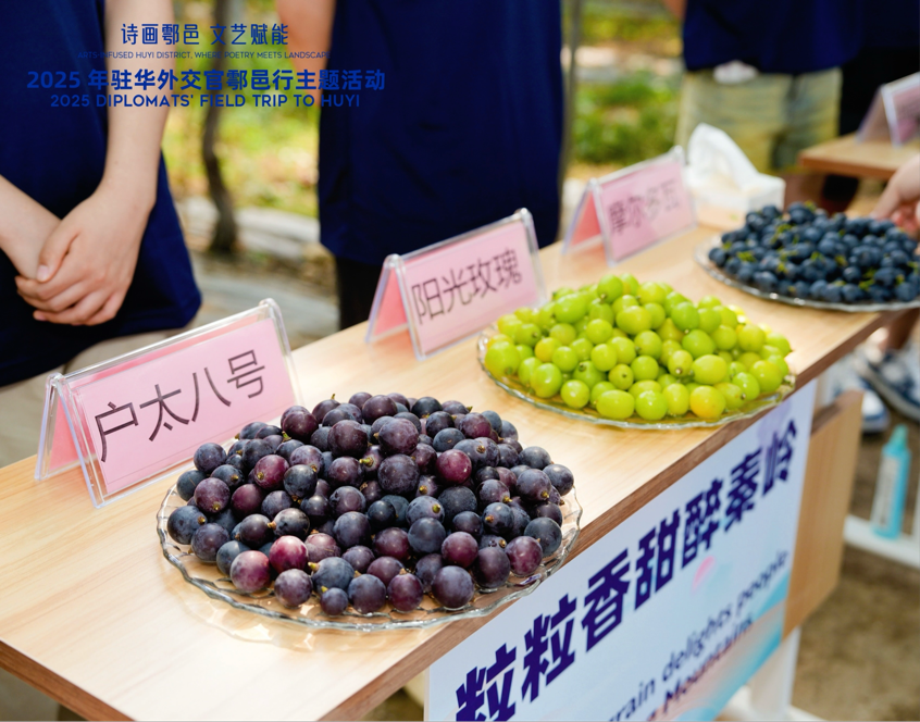 
江苏省人民医院黄牛代挂号电话票贩子号贩子网上预约挂号,住院检查加快,智慧“种”进葡萄园 驻华外交官品读乡村振兴“中国甜”