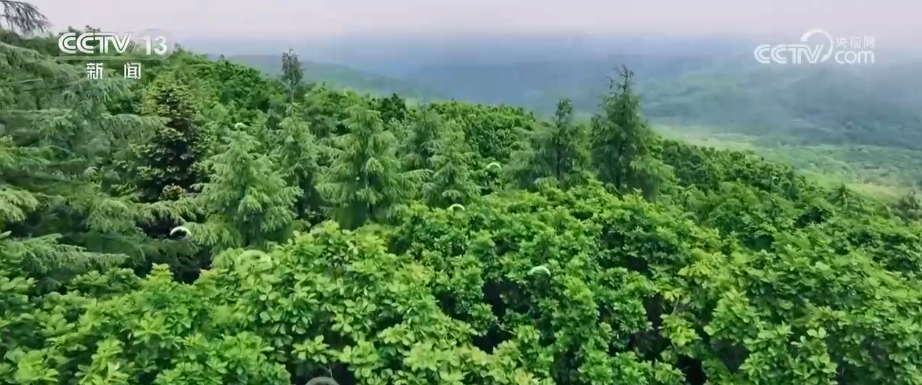 
杭州市儿童医院黄牛代挂号电话票贩子号贩子网上预约挂号,住院检查加快,一“升”一“降”彰显绿色发展内核 绿潮奔涌绘就万物各得其所、生生不息生动画卷