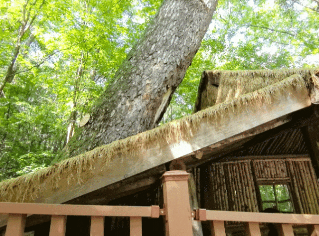 
浙江医院黄牛代挂号电话票贩子号贩子网上预约挂号,住院检查加快,东北抗联战士在“密营”，如何撑过零下40℃的寒冬？