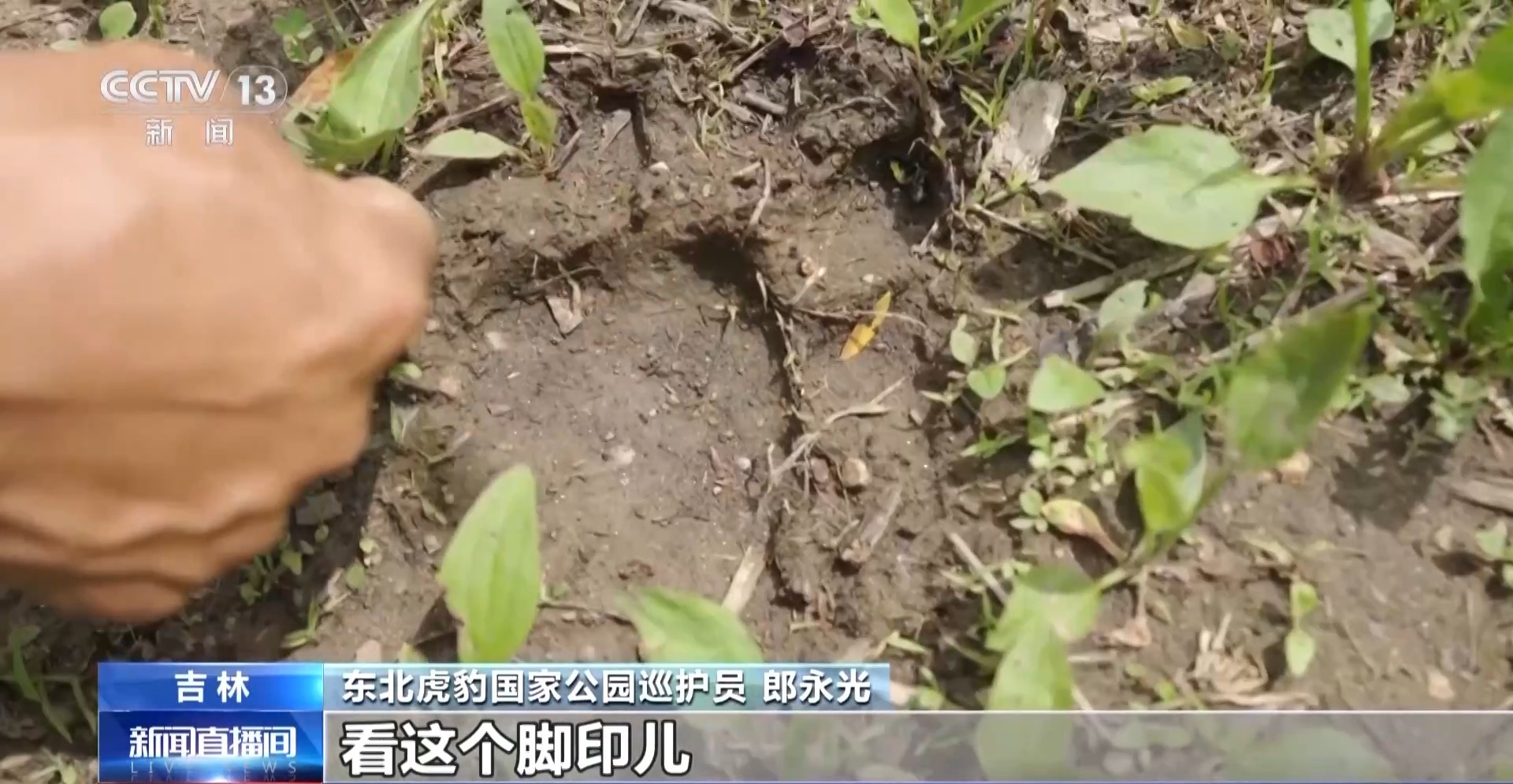 
北京鼓楼医院孙凌云黄牛代挂号电话票贩子号贩子网上预约挂号,住院检查加快,感知生态之变丨2.8万台红外相机里藏着东北虎豹变迁史