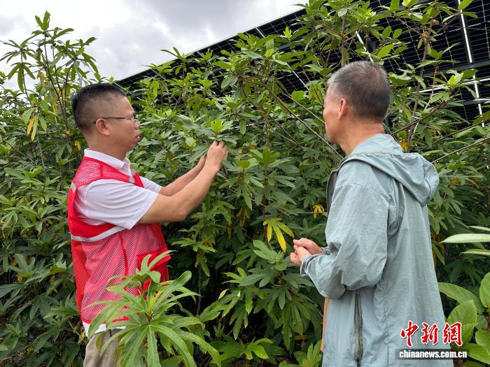
北京北大口腔医院黄牛代挂号电话票贩子号贩子网上预约挂号,住院检查加快,（乡村行·看振兴）广西崇左阳光下的“绿色银行”：板上“生电” 板下“生金”