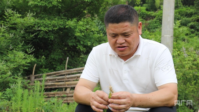 
中国中医科学院望京医院黄牛代挂号电话票贩子号贩子网上预约挂号,住院检查加快,远山的回响丨一粒米的密码：谢坪村梯田的“硒谷”奇迹