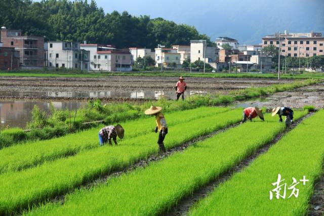 
北京朝阳医院黄牛代挂号电话票贩子号贩子网上预约挂号,住院检查加快,文化中国行·处暑 | 炎夏收梢凉风起，秋实累累压枝低