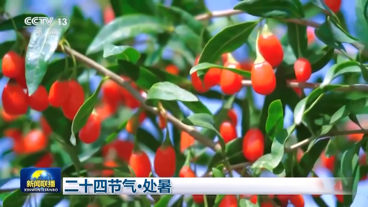 
江苏省中西医结合医院黄牛代挂号电话票贩子号贩子网上预约挂号,住院检查加快,文化中国行丨二十四节气·处暑 万物渐染秋意 家家修仓廪