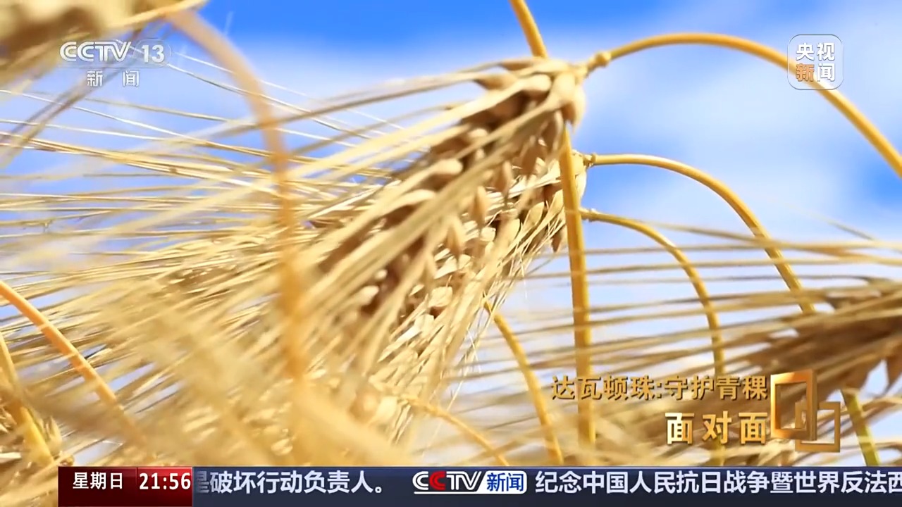 
广州肿瘤医院黄牛代挂号电话票贩子号贩子网上预约挂号,住院检查加快,面对面丨青稞为何要保留延续四千多个品种？解码“西藏粮仓”密码