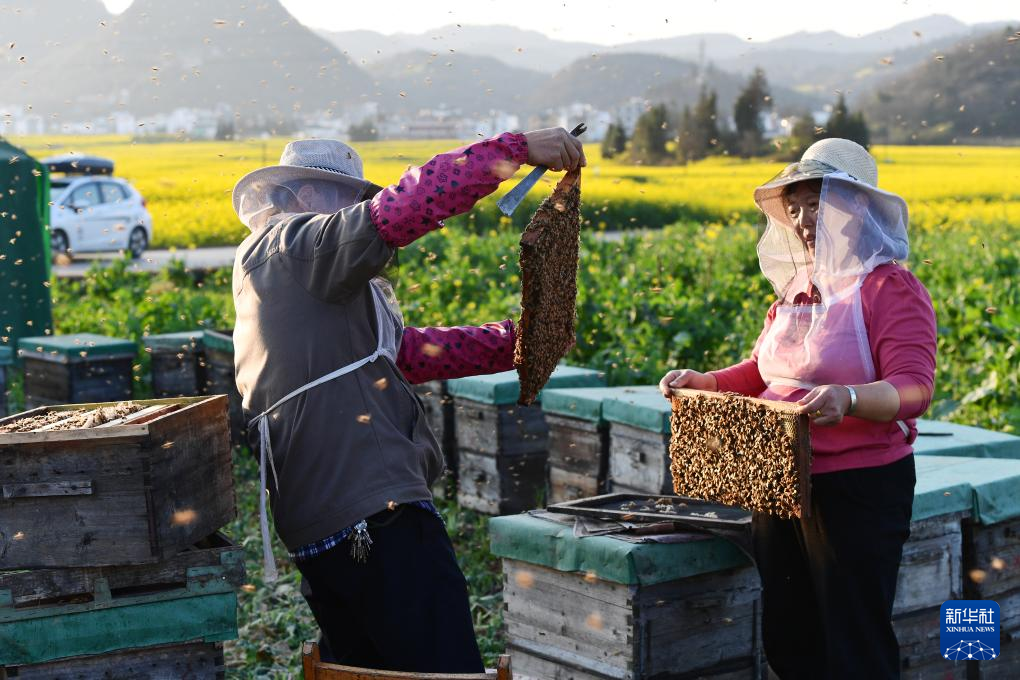 
杭州市第一人民医院黄牛代挂号电话票贩子号贩子网上预约挂号,住院检查加快,中国经济样本观察·县域样本篇丨小小油菜花何以“绽放”近百亿元产业？