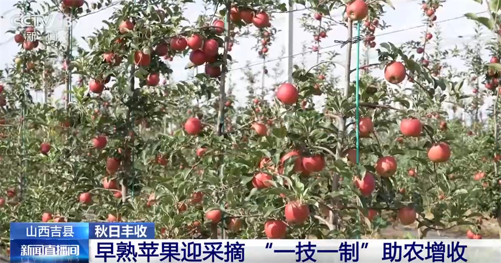 
北京301医院黄牛代挂号电话票贩子号贩子网上预约挂号,住院检查加快,特色产业绘就秋日好“丰”光 果蔬飘香激活乡村振兴“新引擎”