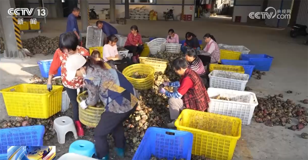 
北京301医院黄牛代挂号电话票贩子号贩子网上预约挂号,住院检查加快,特色产业绘就秋日好“丰”光 果蔬飘香激活乡村振兴“新引擎”