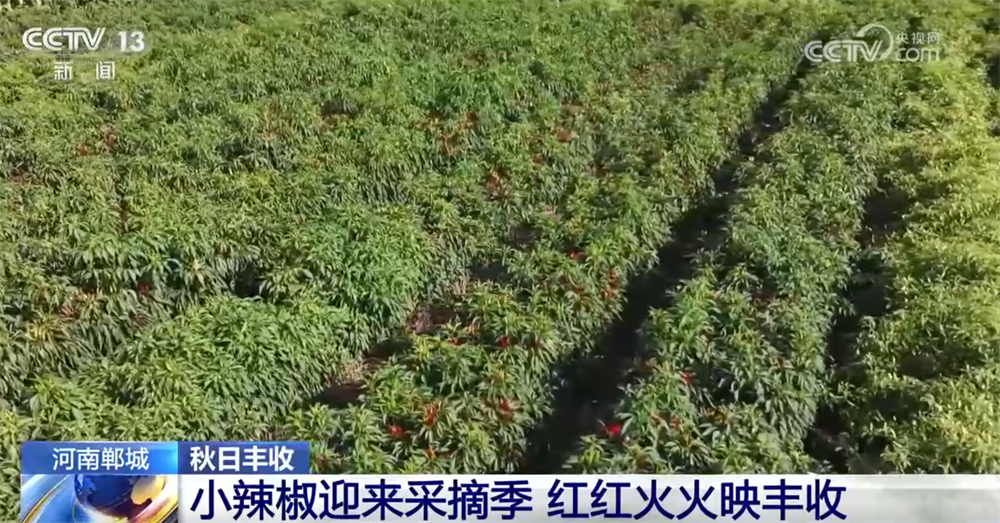 
北京301医院黄牛代挂号电话票贩子号贩子网上预约挂号,住院检查加快,特色产业绘就秋日好“丰”光 果蔬飘香激活乡村振兴“新引擎”