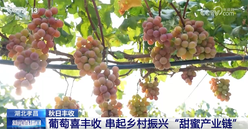 
北京301医院黄牛代挂号电话票贩子号贩子网上预约挂号,住院检查加快,特色产业绘就秋日好“丰”光 果蔬飘香激活乡村振兴“新引擎”