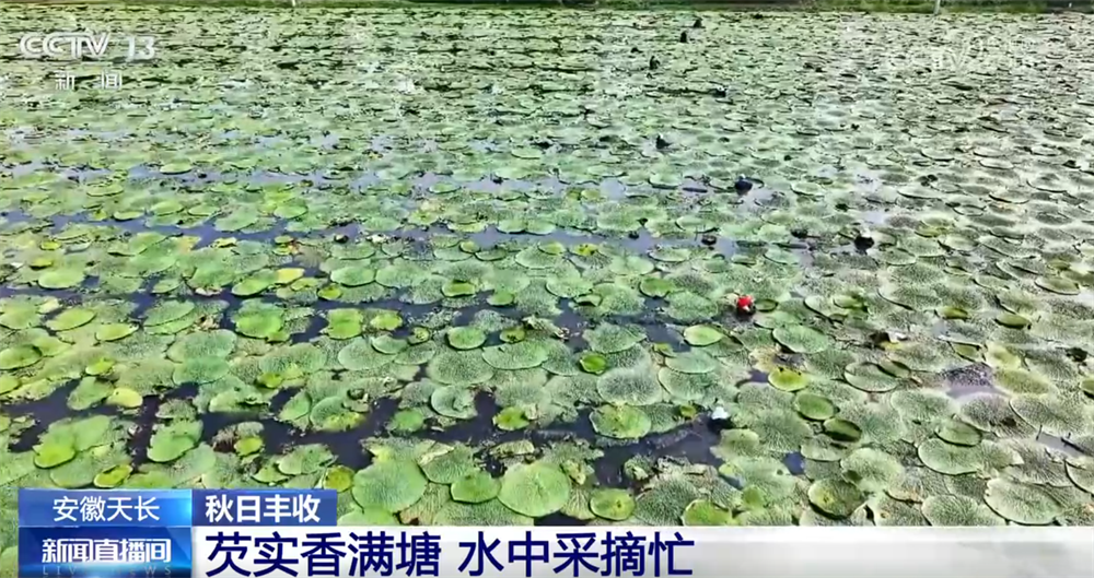 
北京301医院黄牛代挂号电话票贩子号贩子网上预约挂号,住院检查加快,特色产业绘就秋日好“丰”光 果蔬飘香激活乡村振兴“新引擎”